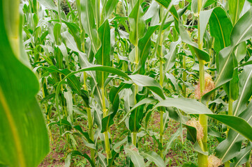 green corn field, corn harvest