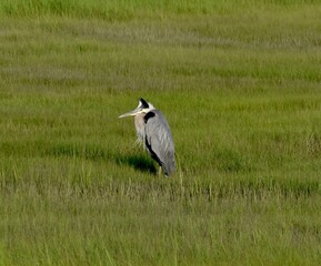 great white heron