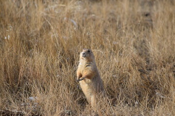 Black-tailed Prairie Dog standing