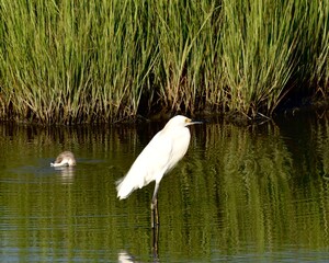 great blue heron