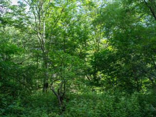 Fototapeta premium 夏の山 緑