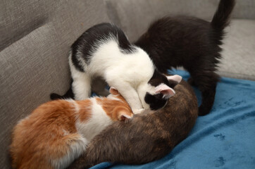 Mama cat and her little kittens