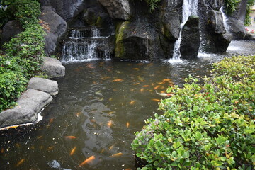 small waterfall in the koi fish pond