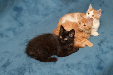 three small multicolored kittens are lying on a soft blue blanket with their heads turned in sync
