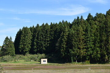 スギ林 山形県の山林