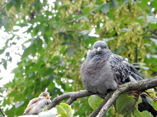 urban pigeon and sparrow sit on one branch of lime on a blurred background of green foliage