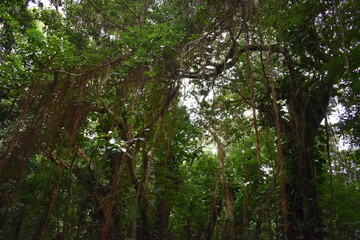 forest in the morning