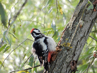 a woodpecker in a red beanie and with a red belly on the trunk of a willow