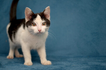 spotted black and white kitten on a blue background