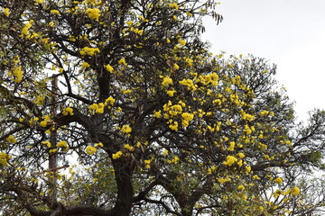 yellow maple tree