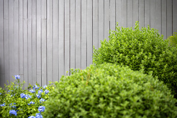 Wooden wall with green tree in garden cafe. Copy space for text.