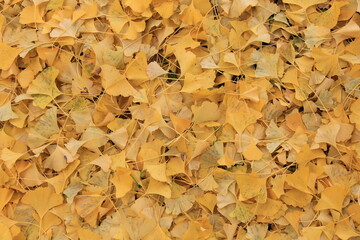 秋の風景　地面を覆うイチョウの落葉