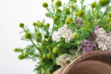 Meadow medical herbs - Chamomile and Achillea. Alternative medicine herbal grass