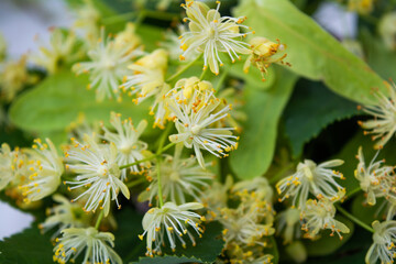Flowers of linden, fragrant medicine herbal and healthcare tea ingredient