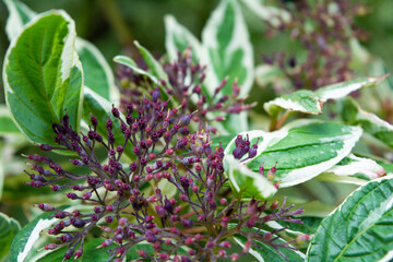 Cornus Alba foliage with watercolor green and white leaves. Decorative plant
