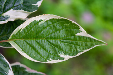 Watercolor green and white leaf of Cornus Alba. Decorative single leaf