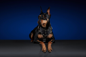 Perro Doberman echado sobre una mesa gris en sesión fotográfica con fondo azul y espacio para...