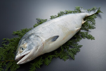 幻の鮭-トキシラズ-時不知鮭