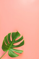 Monstera leafs lay on pink background. Summer background concept.