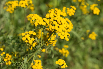 Tansy Tanacetum vulgare, golden, bitter buttons yellow flowers  closeup selective focus