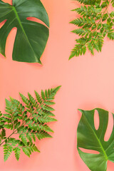 Fototapeta na wymiar Monstera and fern leafs lay on pink background. Summer background concept.