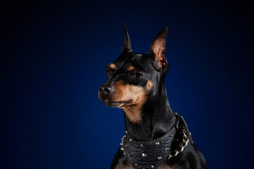 Doberman miniatura haciendo cara graciosa con un fondo azul.