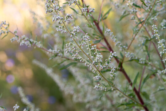 Artemisia vulgaris (common mugwort) weed closeup