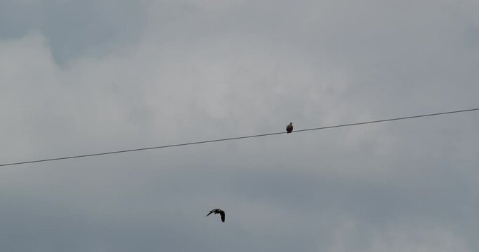 Two wild pigeons sitting on a wire.