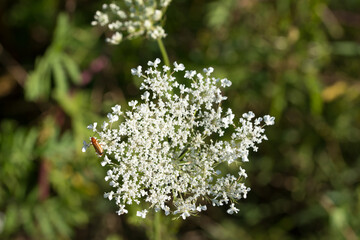 Daucus carota, wild carrot, bird's nest, bishop's lace white flowers macro selective focus