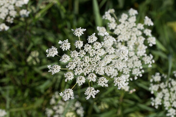 Daucus carota, wild carrot, bird's nest, bishop's lace white flowers macro selective focus