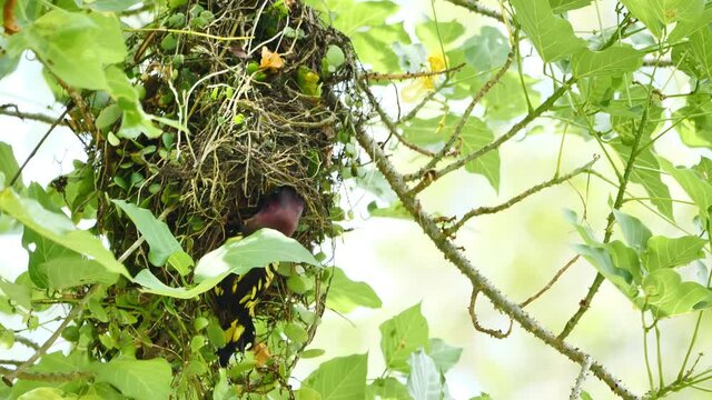 Bird Banded Broadbill or Scientific Name Eurylaimus javanicus feeding a nestling. Slow motion