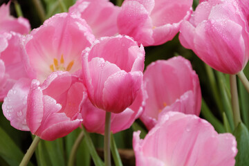 Beautiful sweet pink tulips with fresh morning water drops in colorful spring flower garden.