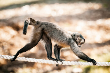 A Tufted Capuchin monkey walking on a rope in the sunshine