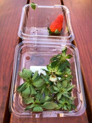 last strawberry left