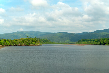 沖縄県　西表島の仲間川のマングローブ林