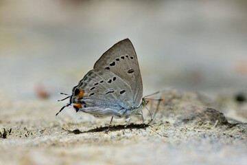 Fototapeta na wymiar Butterfly from the Taiwan (Heliophorus ila matsumurae) Black Star Glazed Grey Butterfly.