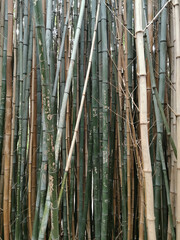 green bamboo forest