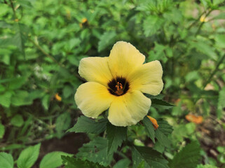 yellow flower in the garden