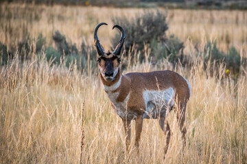Pronghorn in the field of Antelope Island State Park, Utah