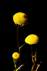 The tiny yellow flower is called Cotula lineariloba