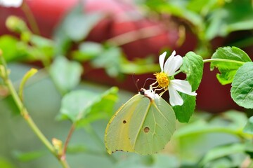Butterfly from the Taiwan (Heliophorus ila matsumurae)Red-spotted white butterfly.