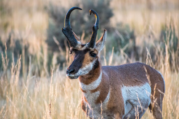 Pronghorn in the field of Antelope Island State Park, Utah