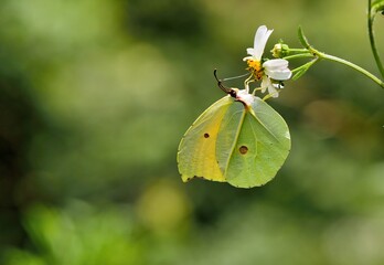 Butterfly from the Taiwan (Heliophorus ila matsumurae)Red-spotted white butterfly.