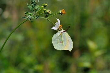Butterfly from the Taiwan (Heliophorus ila matsumurae)Red-spotted white butterfly.