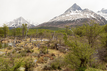 Floresta desmatada cheia de arvores ca&iacute;da no ch&atilde;o, paisagem da caminhada at&eacute; a laguna esmeralda 