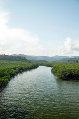 沖縄県　西表島の前良川のマングローブ群生地