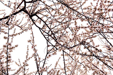 Fototapeta na wymiar Beautiful plum blossom, flower and branch in early spring.