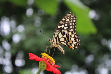 Fototapeta na wymiar butterfly in the garden