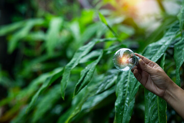 Light bulbs that grow, in the concept of energy in nature.
