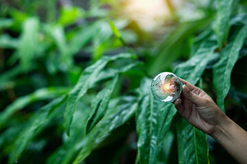 Light bulbs that grow, in the concept of energy in nature.